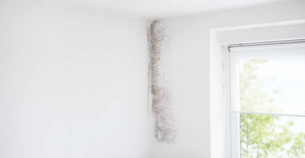 Best Emergency Mold Remediation  in Honolulu, HI