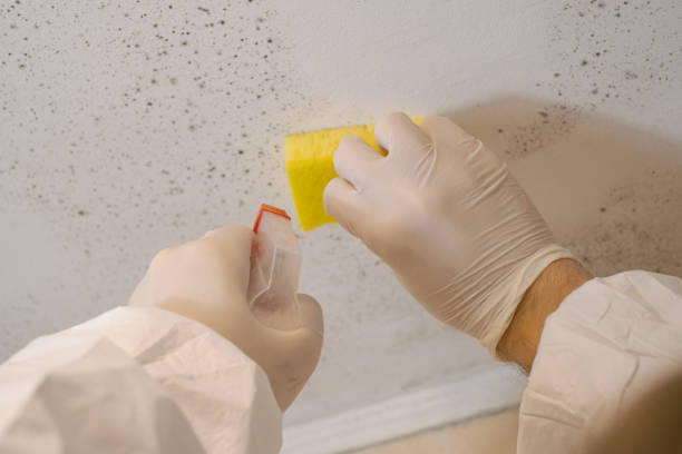 Forensic Mold Investigation in Honolulu, HI