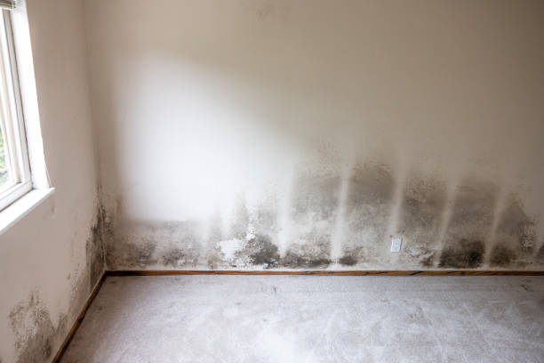 Best Mold-Related Health Consultation  in Honolulu, HI