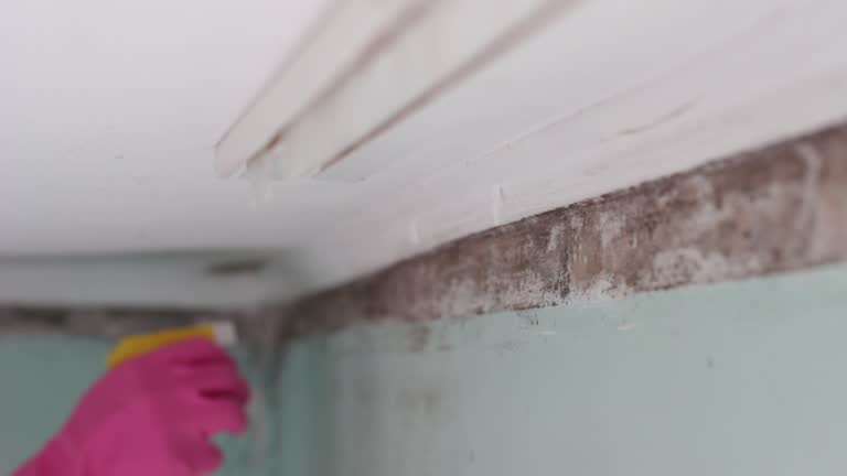 Best Dehumidification Services  in Honolulu, HI