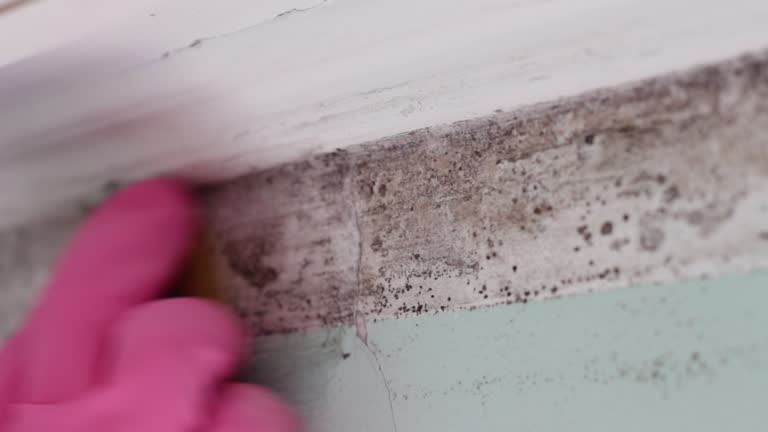 Best Attic Mold Removal  in Honolulu, HI